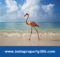 Pulicat Lake